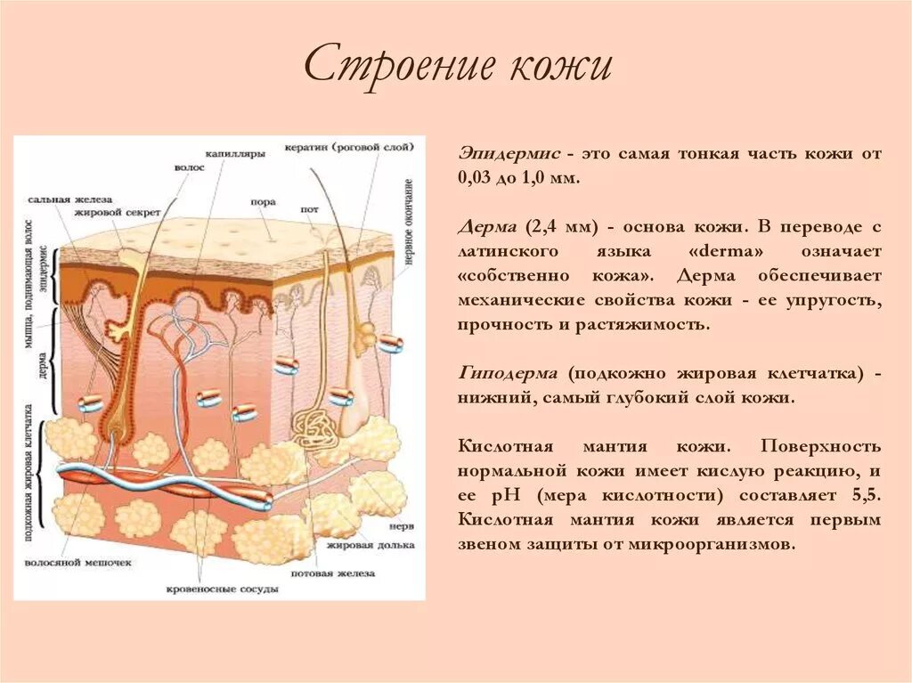 Какие три слоя кожи