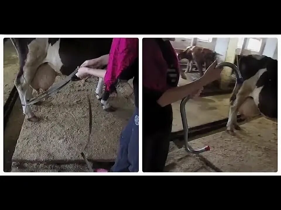Что делать если корова лягается при доении