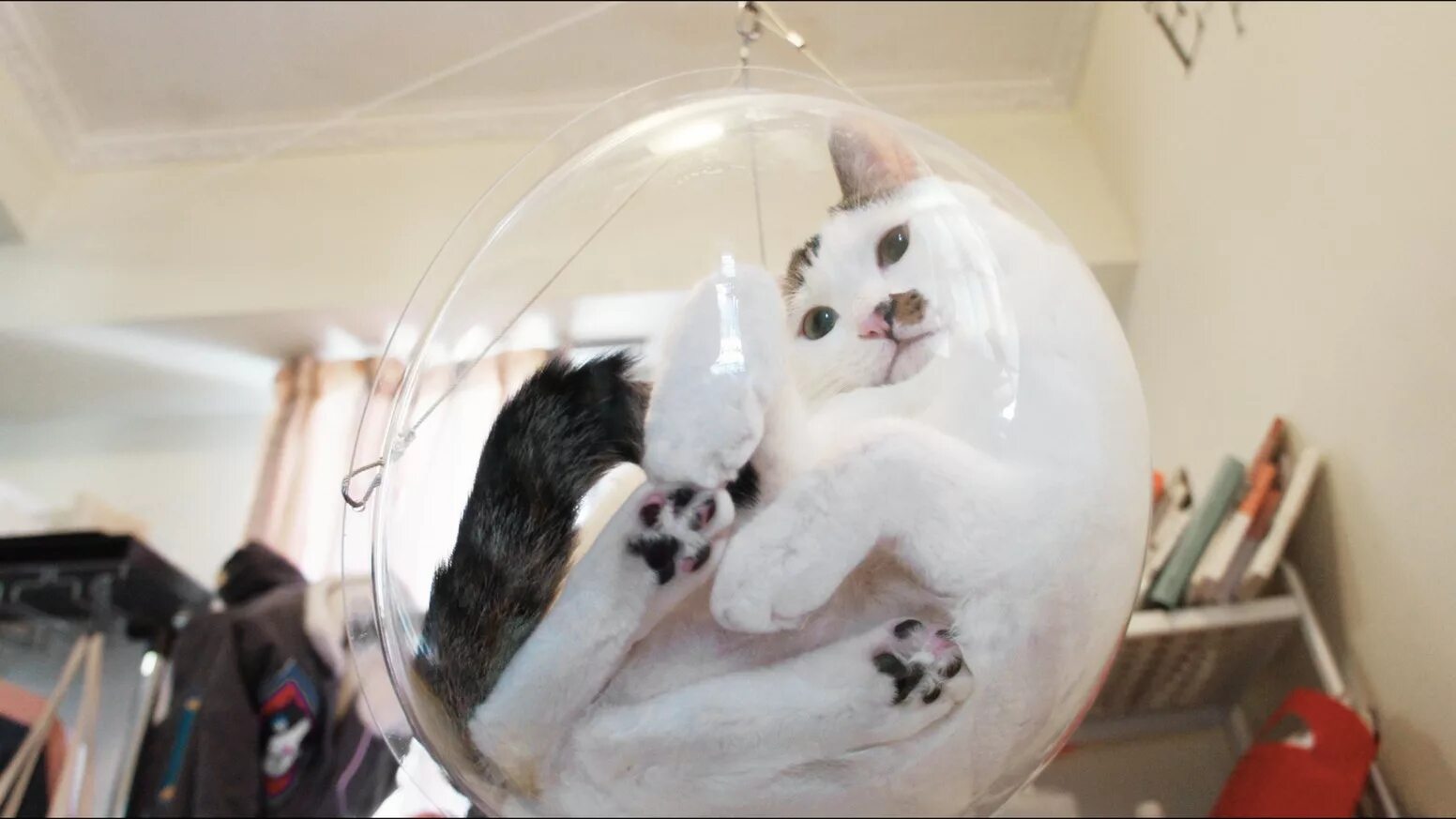 Почему коты шариков. Котики на стеклянном столе. шар прозрачный для кота. кот на стекле. коты на стеклянном столе.
