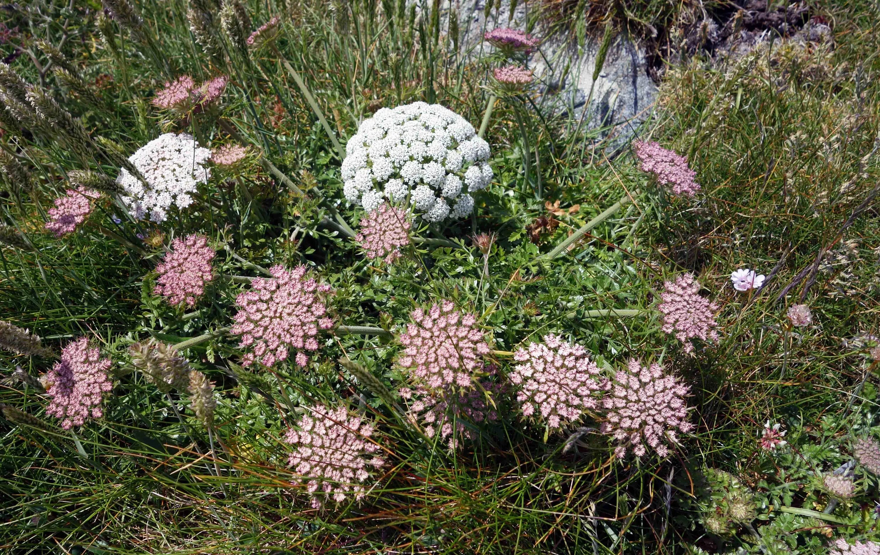 Морковь дикая купить. Daucus carota цветок. Морковь Дикая (Daucus carota). Дикая морковь зонтичные. Морковь Дикая медонос.