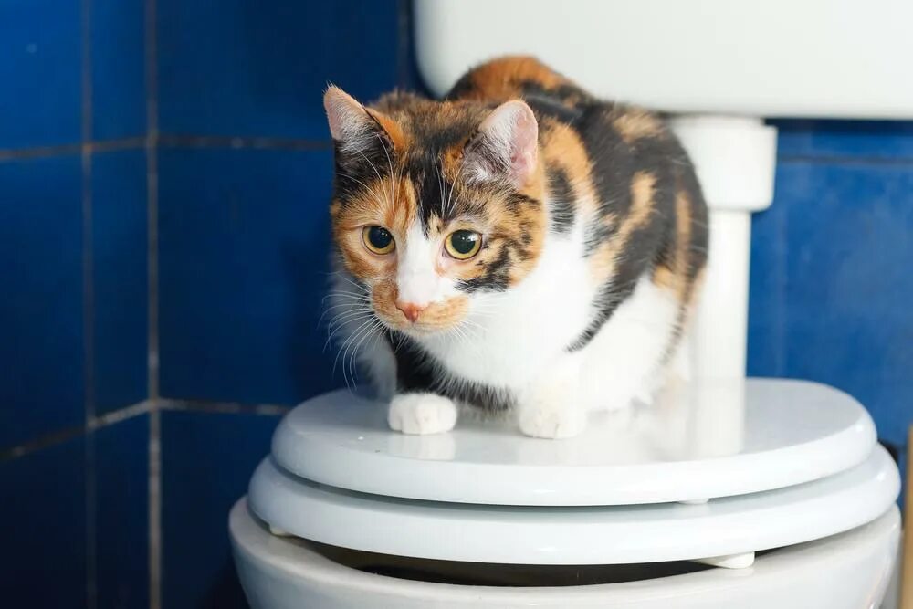 Как можно использовать кошку. Приучить кошку к унитазу. приучение кошки к унитазу. туалет для кошек. лоток для приучения кота к унитазу.