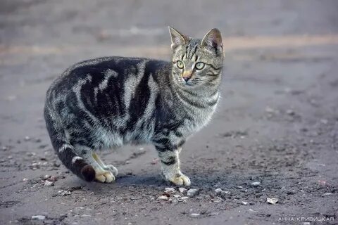 Про кошку которая