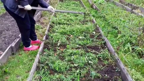 Что делать с сидератами осенью в теплице