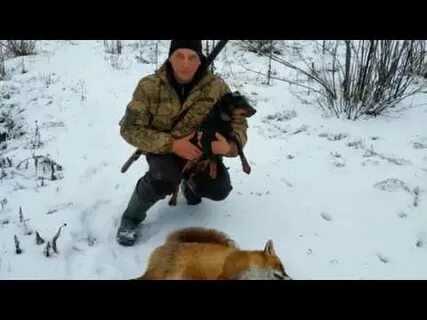 Охота на лисицу спид