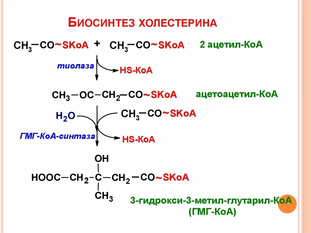 Синтез холестерина из ацетил-КОА. Образование холестерина из ацетил КОА. Синтез липидов из ацетил КОА. Биосинтез холестерина из ацетил КОА.