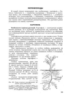 Почки на клубне картофеля