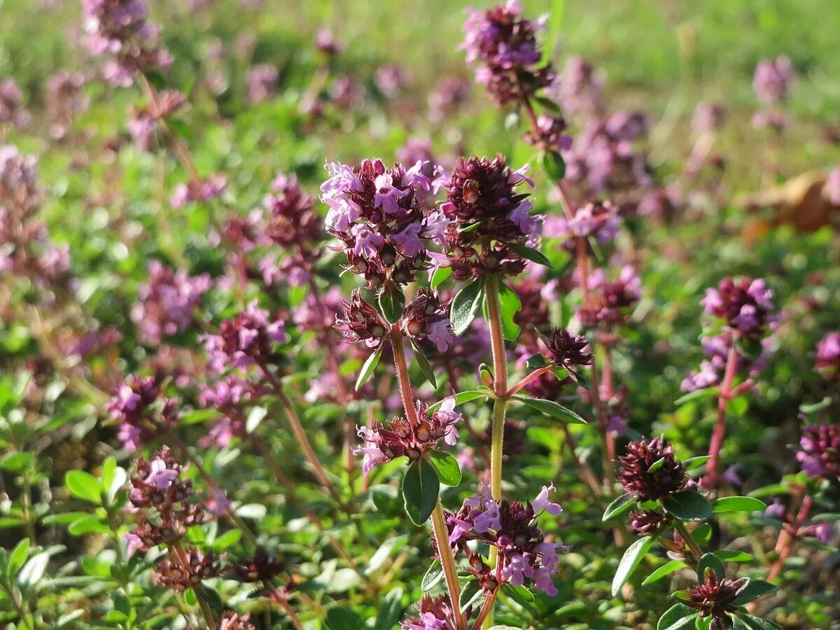 Чабрец какое. Майоран (Thymus mastichina). Тимьян блошиный. Тимьян блошиный Foxley. Тимьян блошницевидный (Thymus pulegioides) (Pink-Purple).