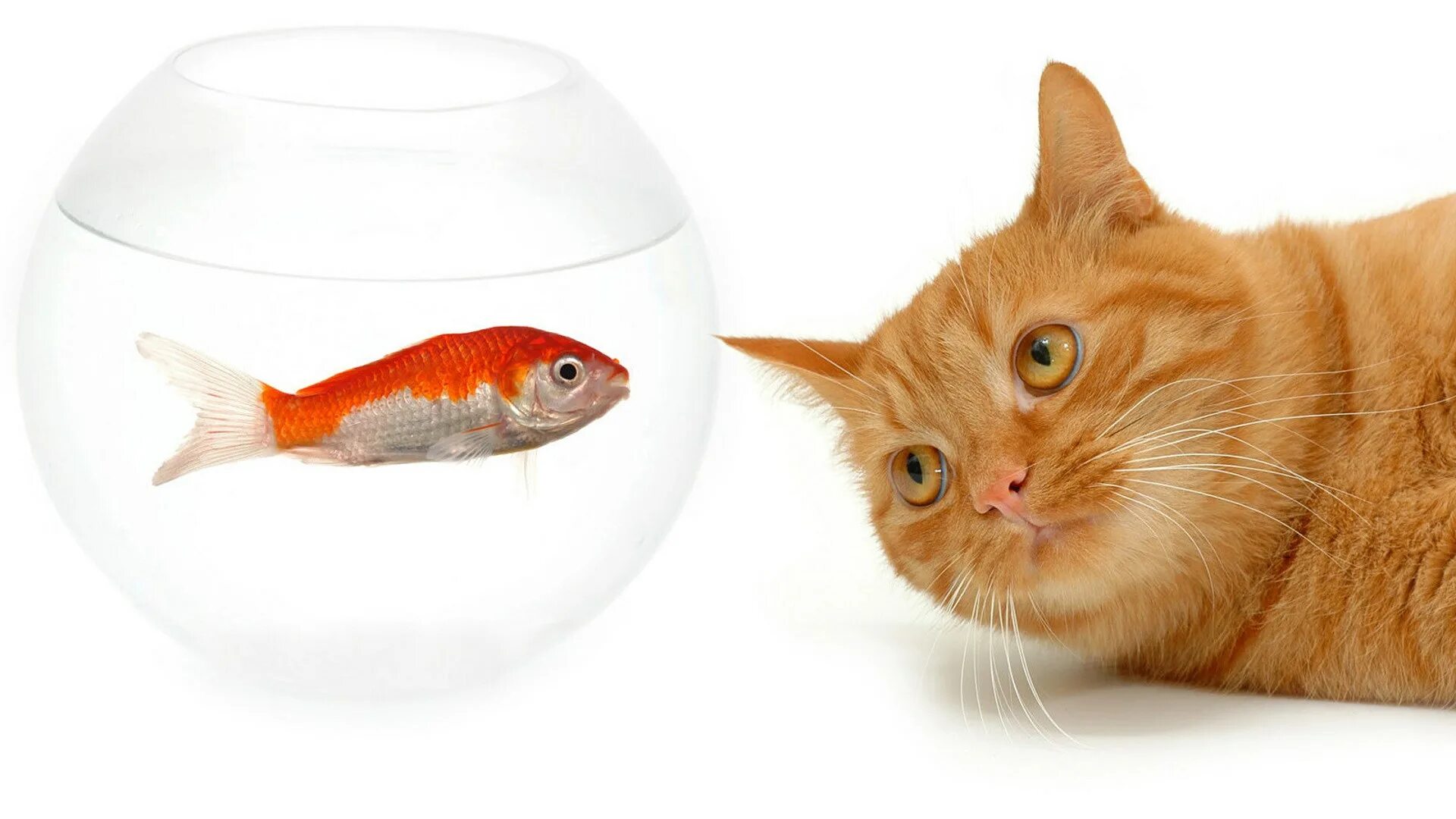 Игрушки для котиков на экране. Рыбки для аквариума. Кошка плавает с рыбами. Видео рыбки для кошек на смартфоне. Кот и рыбка в аквариуме.