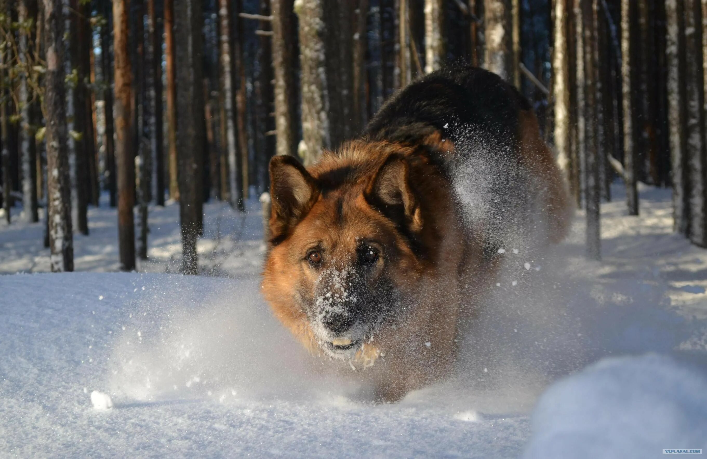 Собака года 2015