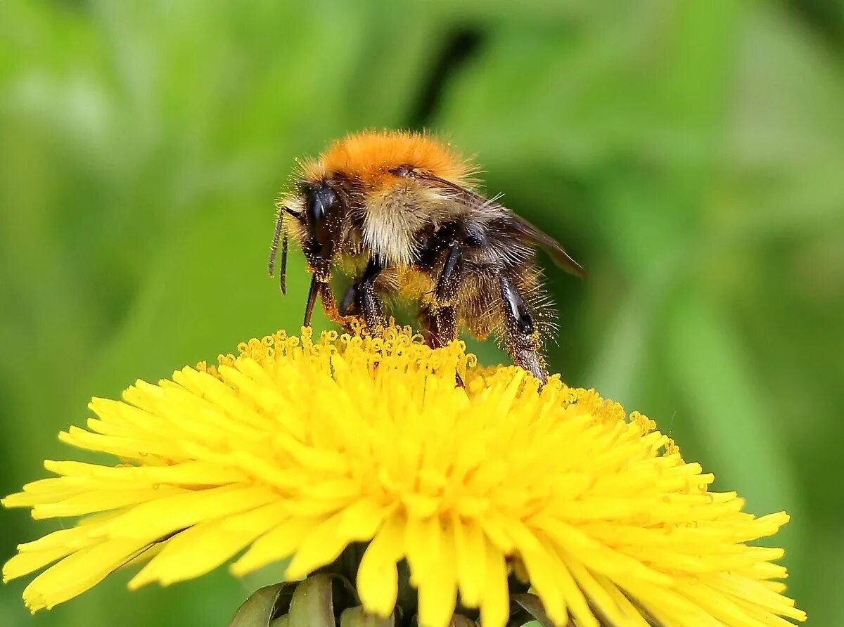 Насекомоопыляемые цветки растений. Крупные яркие цветки насекомоопыляемые растения. Крупные яркие цветки насекомоопыляемые. Насекомоопыляемые растения. Насекомоопыляемые голосеменные.