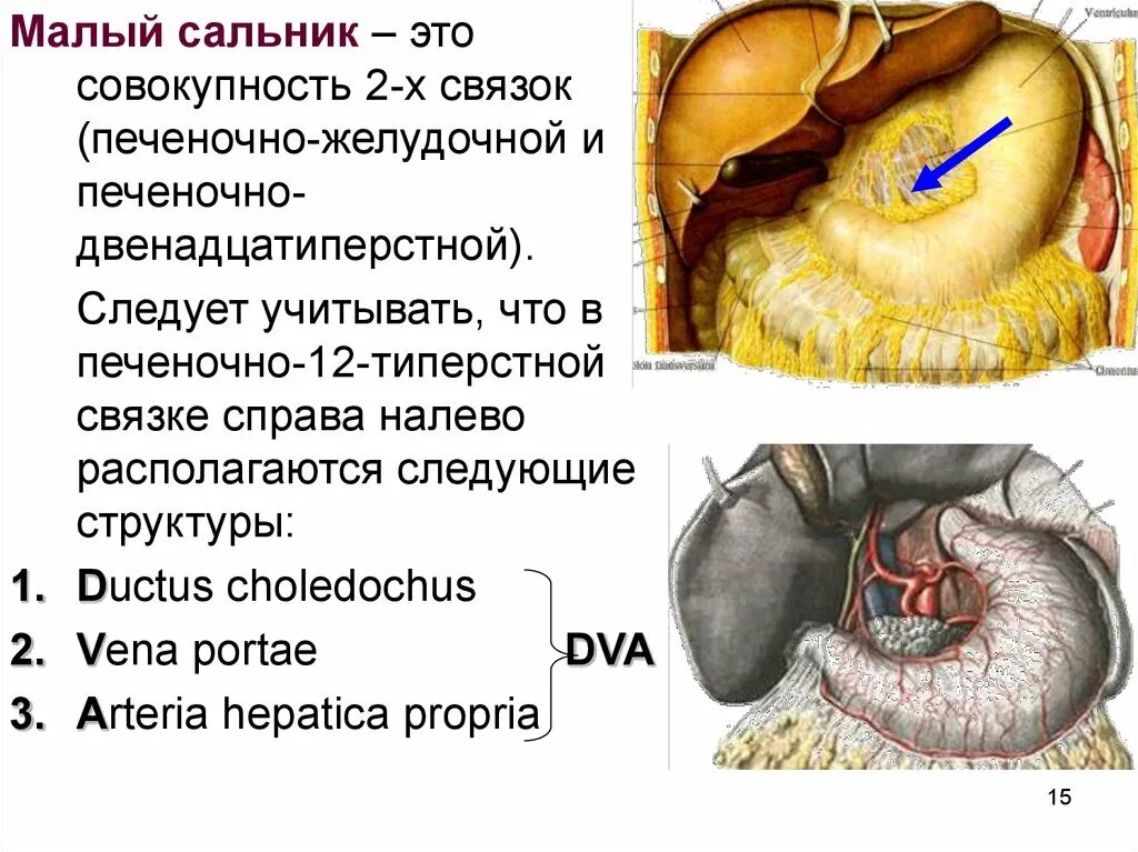 Винслово отверстие. Сальниковое винслово отверстие. Малый сальник и большой сальник анатомия. Сальник брюшной полости анатомия. Большой и малый сальник отверстие.