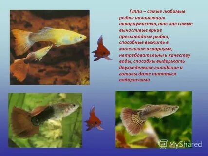 Аквариумные рыбки описание видов