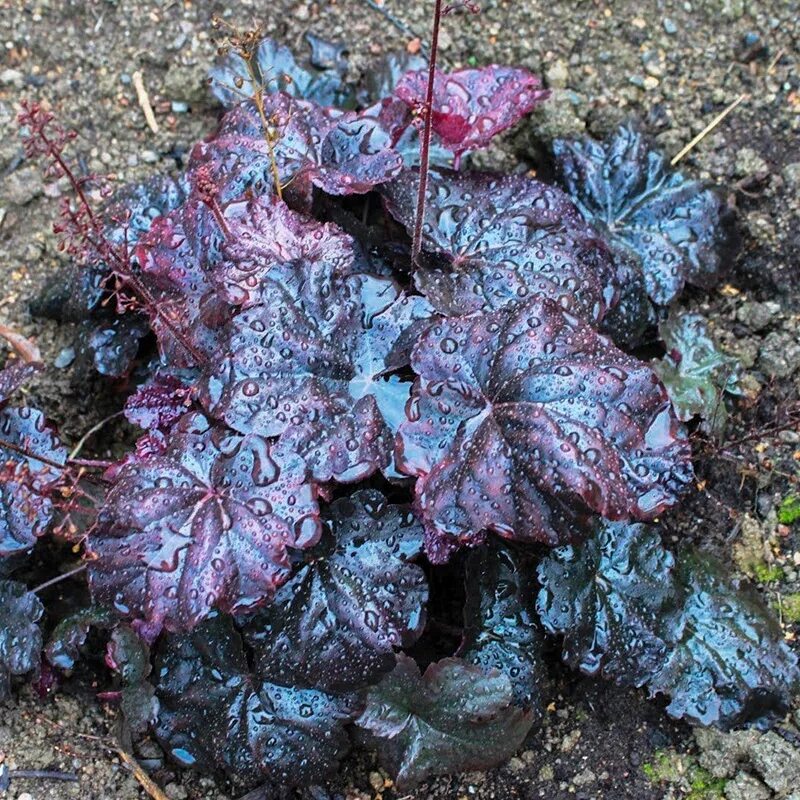 Гейхера обсидиан. Гейхера obsidian обсидиан. Гейхера обсидиан. Гейхера obsidian обсидиан. Гейхера и гейхерелла.