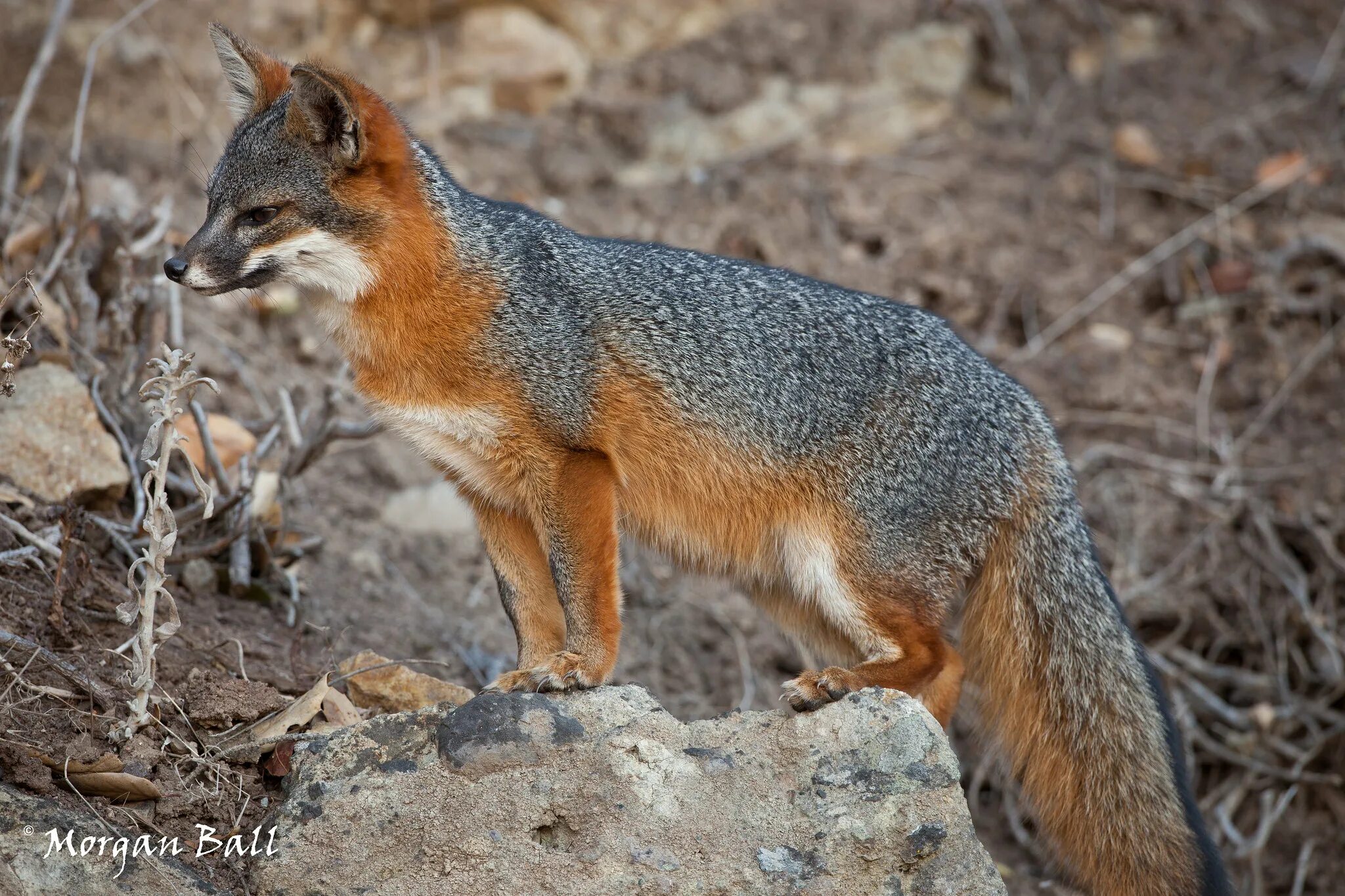 Островная лисица Urocyon littoralis. Секуранская лисица. Серая лисица Urocyon cinereoargenteus. Фолклендская лисица вымершие псовые. Разновидности лисов