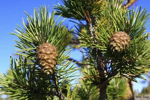 Қынап ісінген