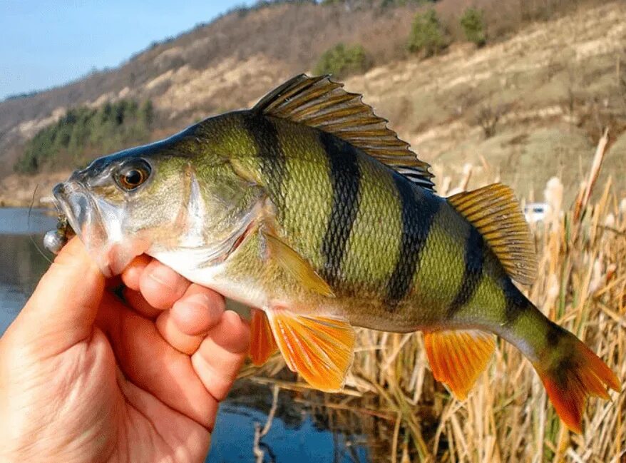 Как выглядит рыба окунь. Окунь серанус. Как выглядит рыба окунь. Perca fluviatilis linnaeus, 1758-речной окунь. Как выглядит рыба окунь.