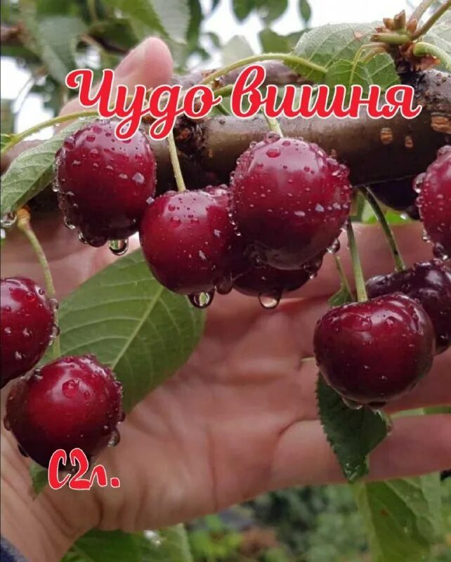 Вишня владимирская описание сорта. Вишня владимирская описание сорта. Сорт вишни владимирская. Морель вишня. Черевишня ночка.