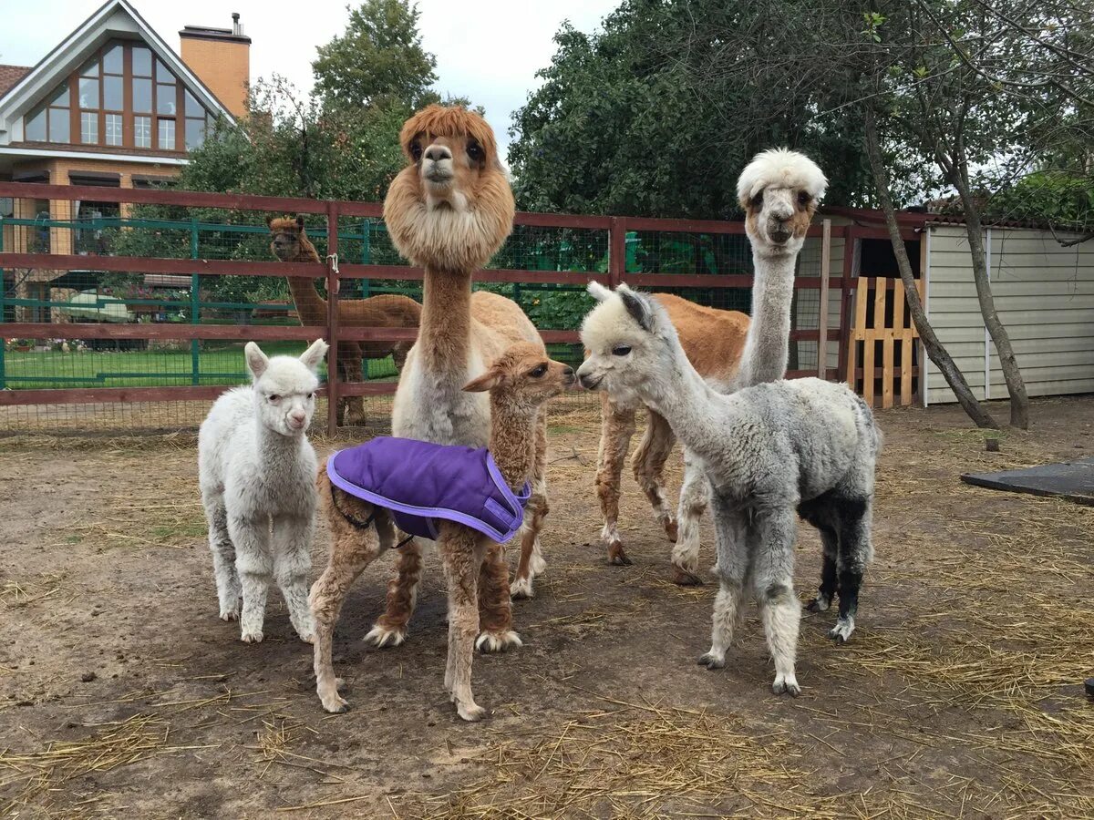 Деревня походкино альпаки. Экоферма альпаки. Эко ферма российские альпаки. Альпаки дмитров. Ферма альпак дмитровский район.