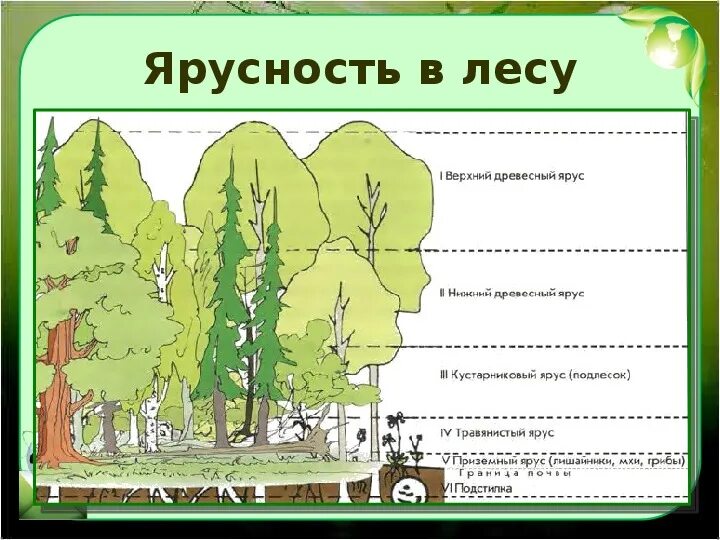 Растительное сообщество рисунок. Ярусность древостоя леса. Ярусность в широколиственном лесу. Ярусы леса схема. Ярусность экосистемы леса.