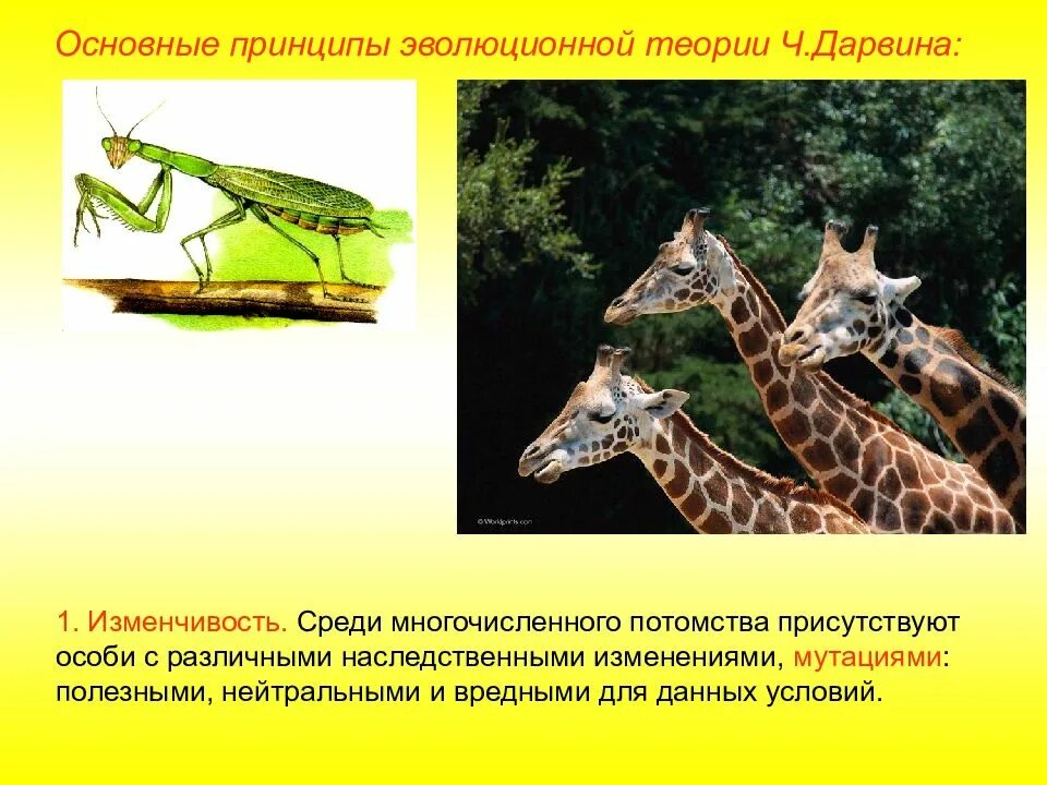 Сохранение отбором особей с полезными мутациями. Сохранение отбором особей с полезными мутациями. Борьба за существование и естественный отбор. Естественный отбор внутривидовая борьба. Концепция естественного отбора.