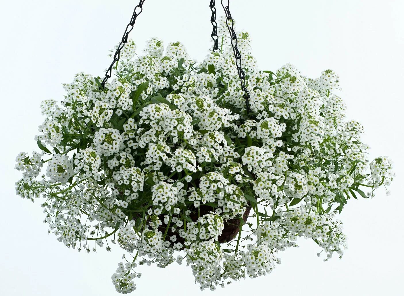 Лобулярия лавандер. Алиссум lavender stream. Алиссум клеа. Алиссум фиолетовая королева. Алиссум snow crystals.