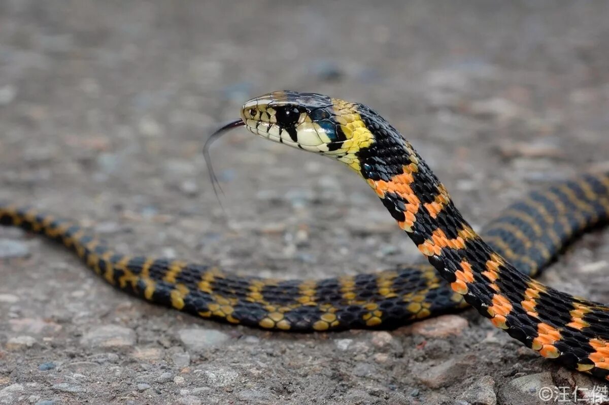 змея австралийский тайпан. самая ядовитая змея в мире тайпан. тайпан (oxyuranus scutellatus). змея с погремушкой на хвосте. погремушка гремучей змеи.