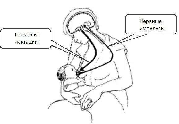 Захлебывается при кормлении грудным молоком