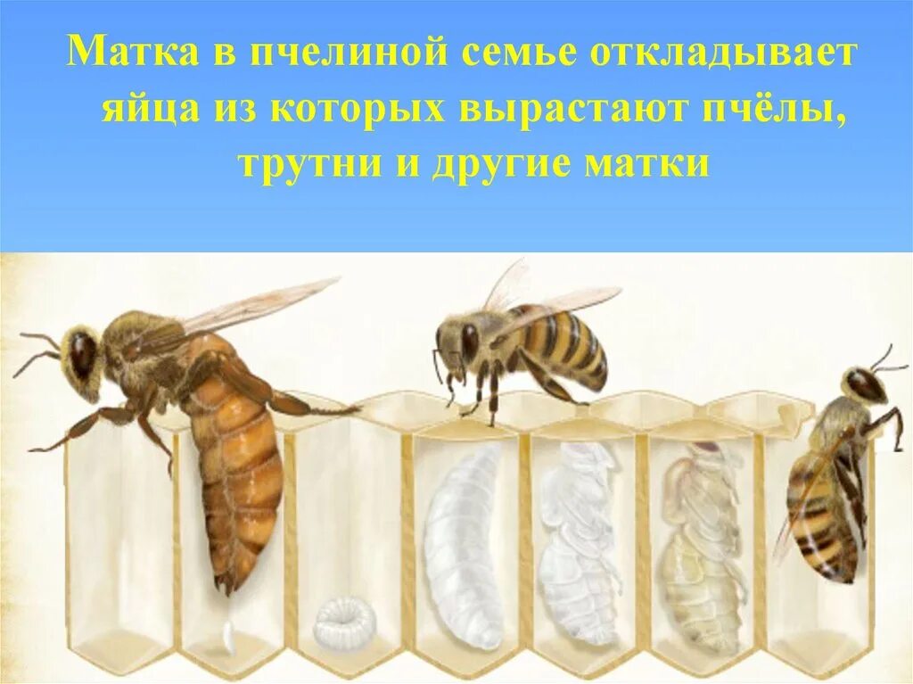 Как называется размножение пчел. Пчела матка трутень. пчелы матка трутень рабочая пчела. медоносная пчела трутень. пчелиная матка и трутень.