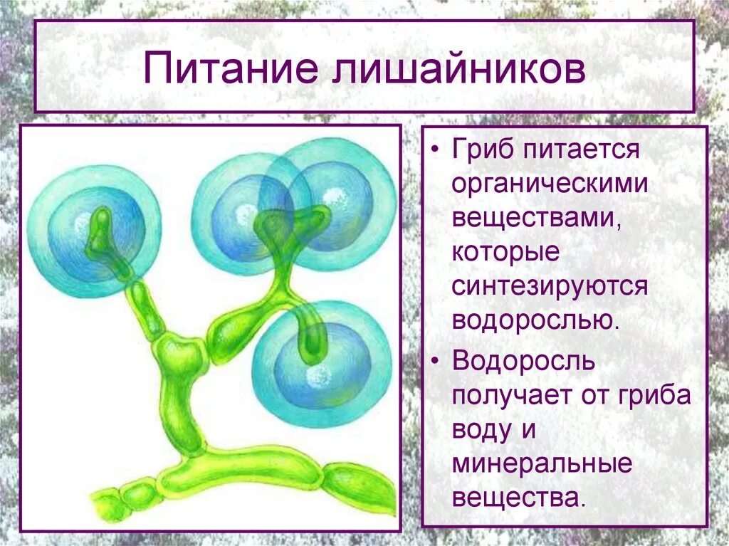 Водоросли поглощают воду. Питание лишайников. Гриб лишайника получает от водоросли. Способ питания лишайников. Тип питания лишайников.