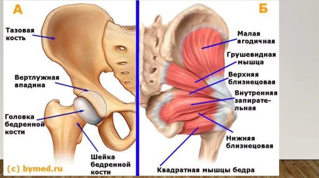 Мышцы и суставы. Тазобедренный сустав строение анатомия связки. Мышцы ротаторы тазобедренного сустава. Мышцы тазобедренного сустава анатомия. Тазобедренный сустав анатомия строение с мышцами.