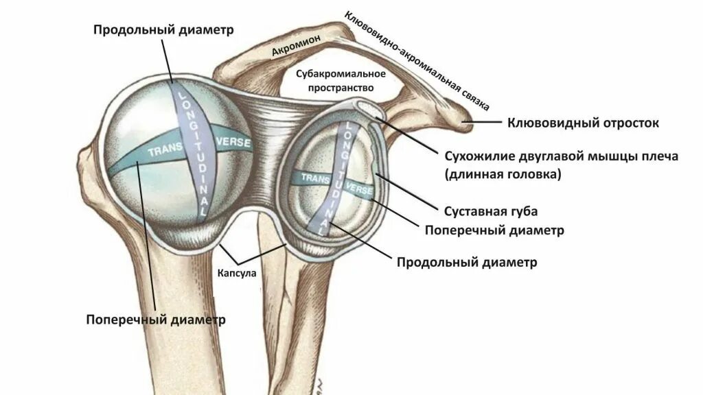 Связка головки. Субакромиальная сумка плечевого сустава анатомия. Суставная впадина плечевого сустава. Анатомиясубакромиального сустава. Норма подакромиального пространства плечевого сустава.