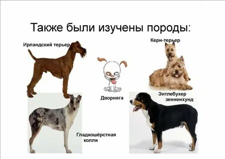 Порода собак которая мне подходит