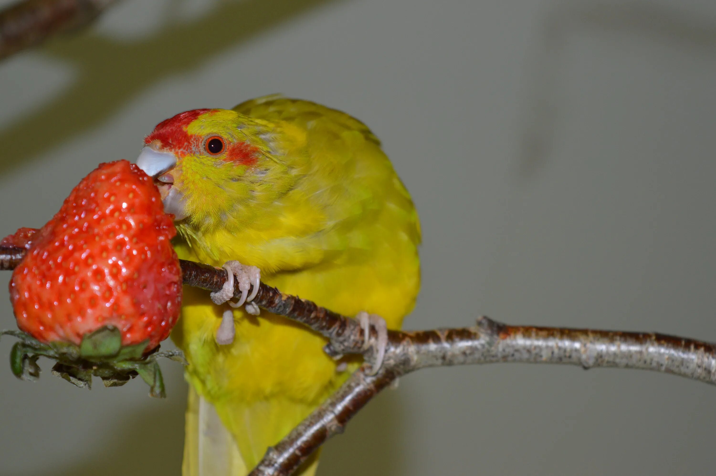 Можно ли попугаям клубнику. Попугай канарейка. Попугай кенар. Что едят канарейки. Попугай ест фрукты.
