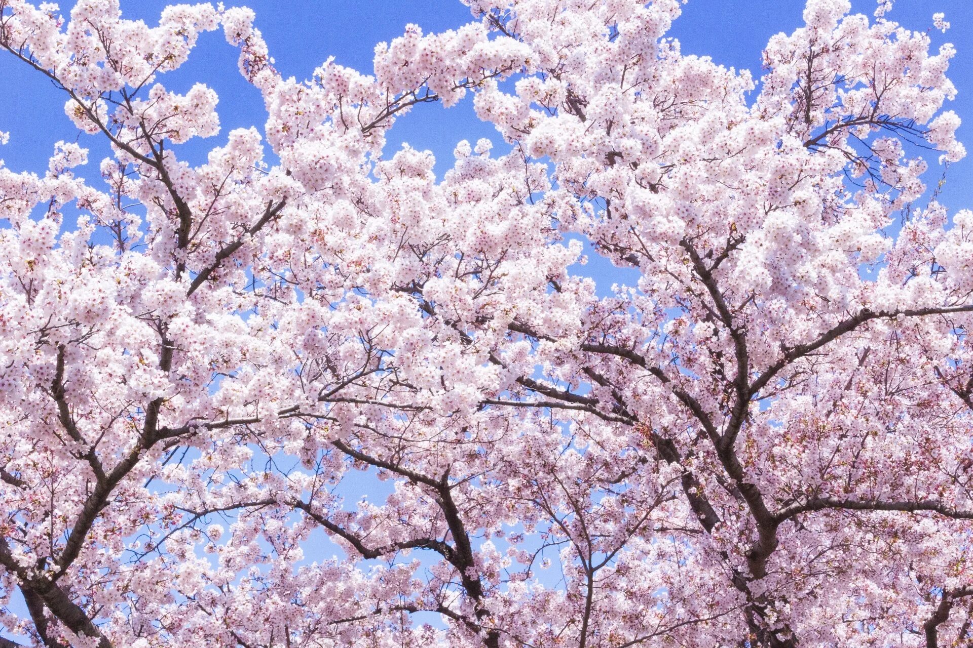 Черри блоссом. Сакура Эдзо. Сакура Седая. Сакура в Омске дерево. Sakura blossom