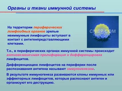 К периферическим органам иммунной системы относятся