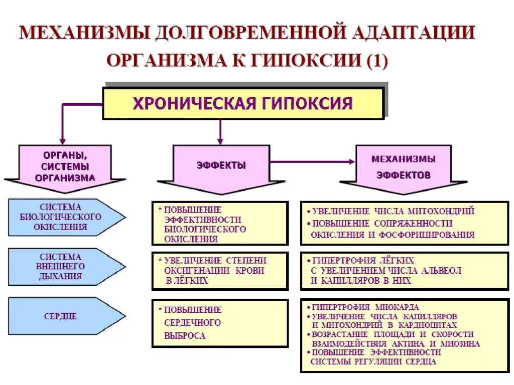 Долговременные механизмы адаптации при гипоксии. Экстренная адаптация к гипоксии схема. Проявления расстройств функций организма при острой гипоксии. Проявления хронической гипоксии.