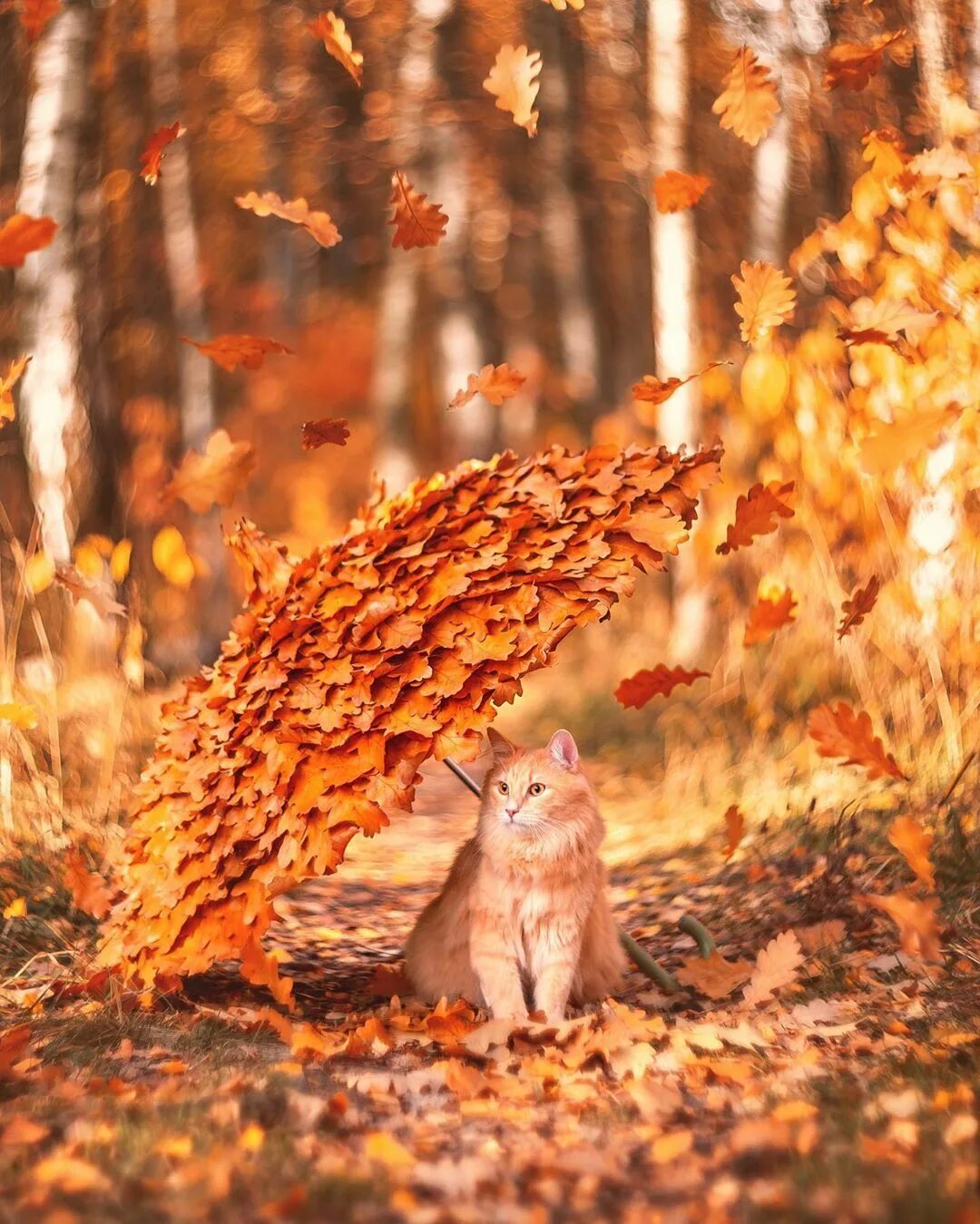 Животные осенью. Осень звери. Забавные животные осенью. Рыжий кот в осеннем лесу.