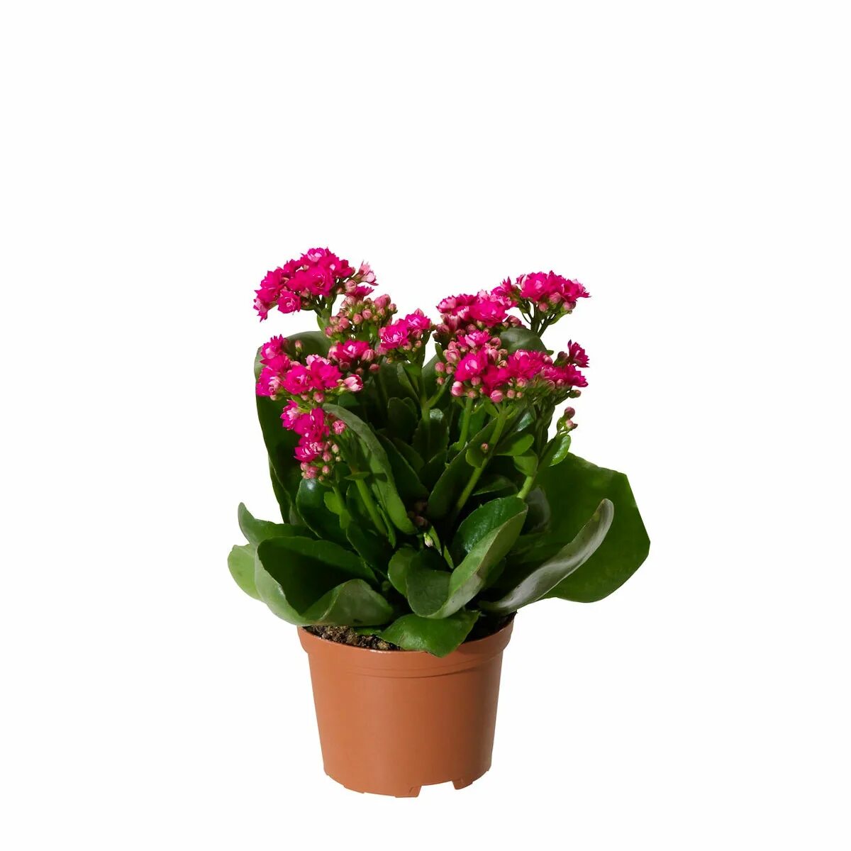 суккулент кашпо икеа. антуриум в вазоне. икеа цветы искусственные для интерьера. шлюмбергера микс d9. оби шлюмбергера.