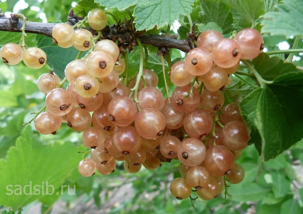 Смородина мускат розовый. Смородина розовая сорта. Смородина мускат розовый. Смородина красная голландская розовая. Смородина красная голландская розовая.