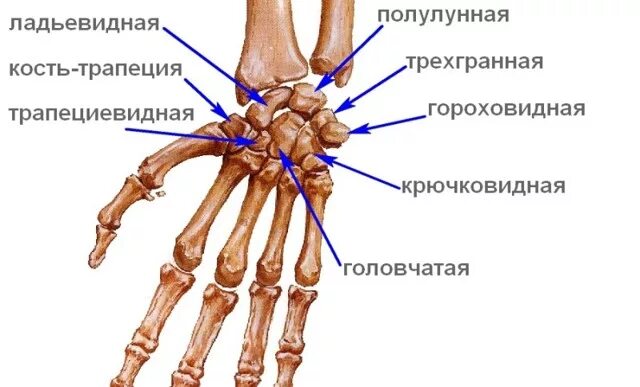 Первый запястно пястный сустав. Ладьевидная кость кисти анатомия. кости кисти лучезапястный сустав. лучезапястный сустав гороховидная кость.