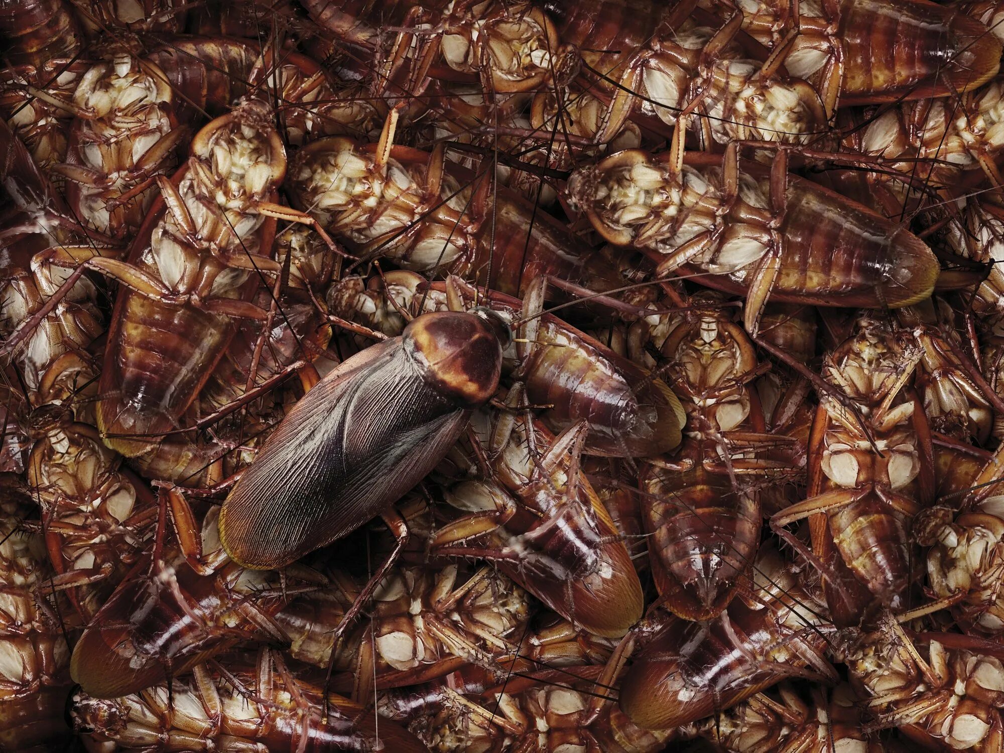 Brown banded. Таракан. Насекомые много. Стая тараканов.