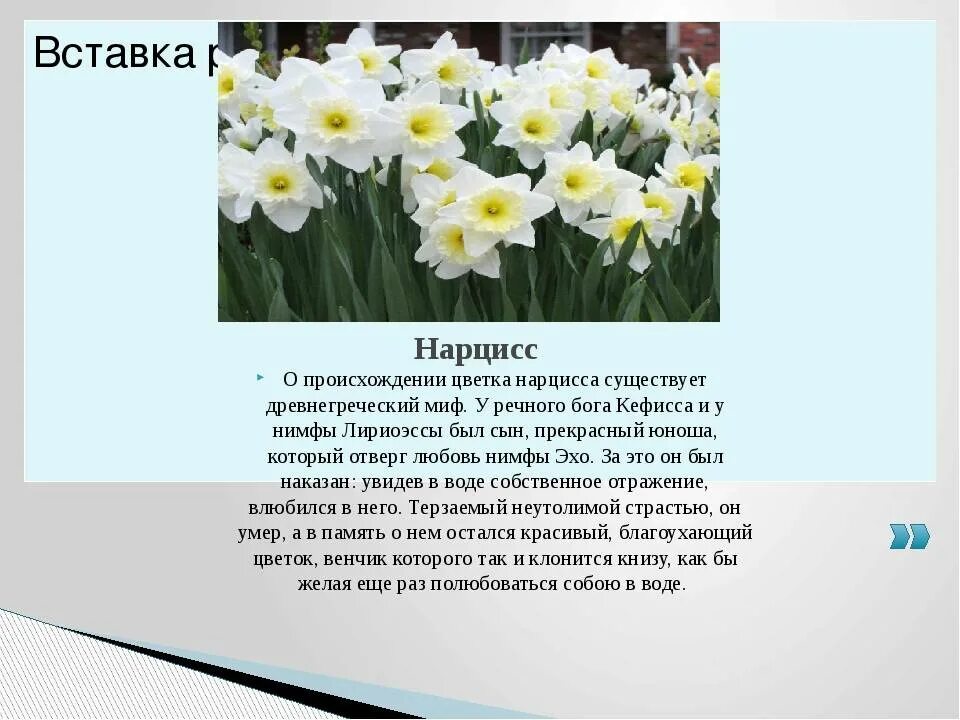 Проблемы нарциссов