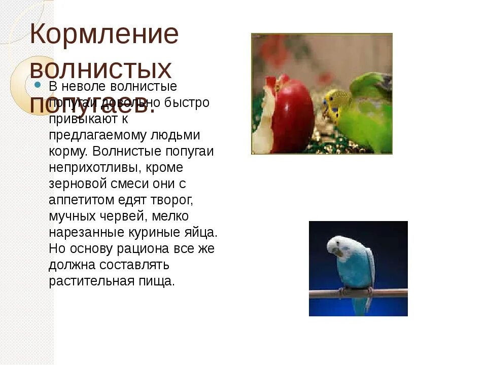 Чем можно кормить домашнего попугая. Чеммкормить волнистого попугая. Какие фрукты любят попугаи. Фрукты для волнистых попугаев. Какие овощи и фрукты можно волнистым попугайчикам.