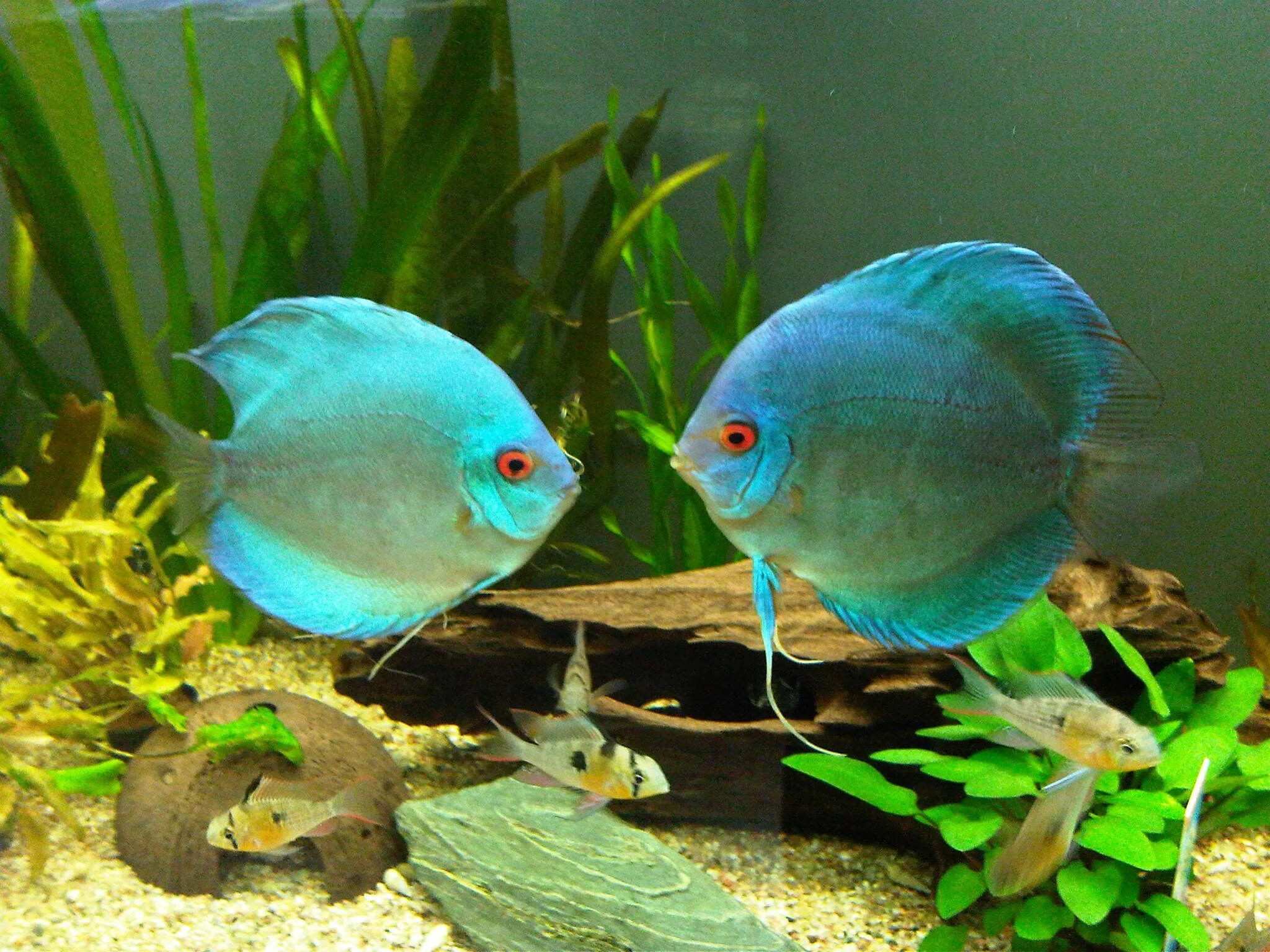 Барбус Гонконг "GloFish"