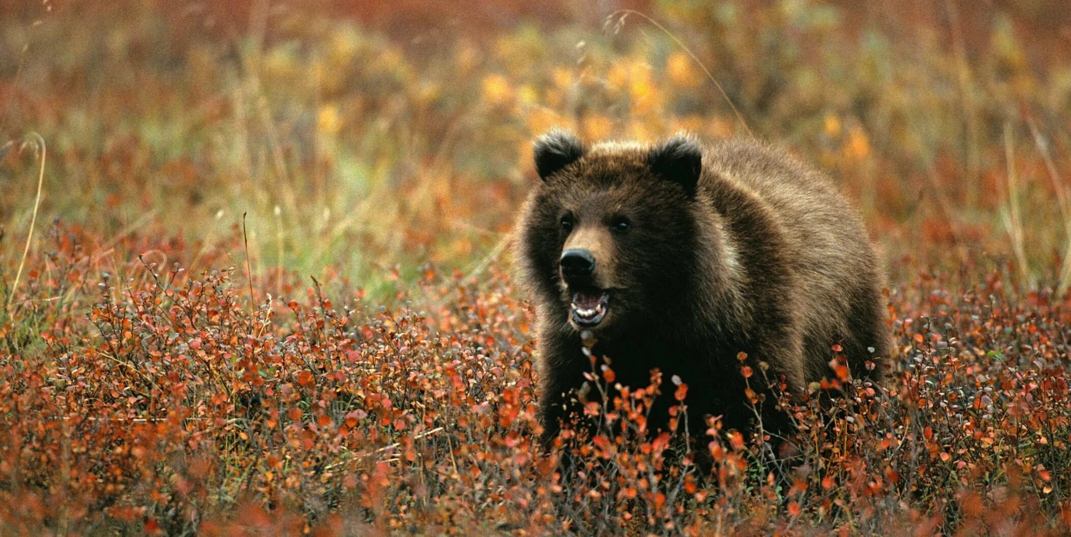 Бурый медведь в тундре. Бурый Камчатский медведь тундра. Бурый медведь в лесотундре. Камчатский бурый медведь. Какие медведи в тундре