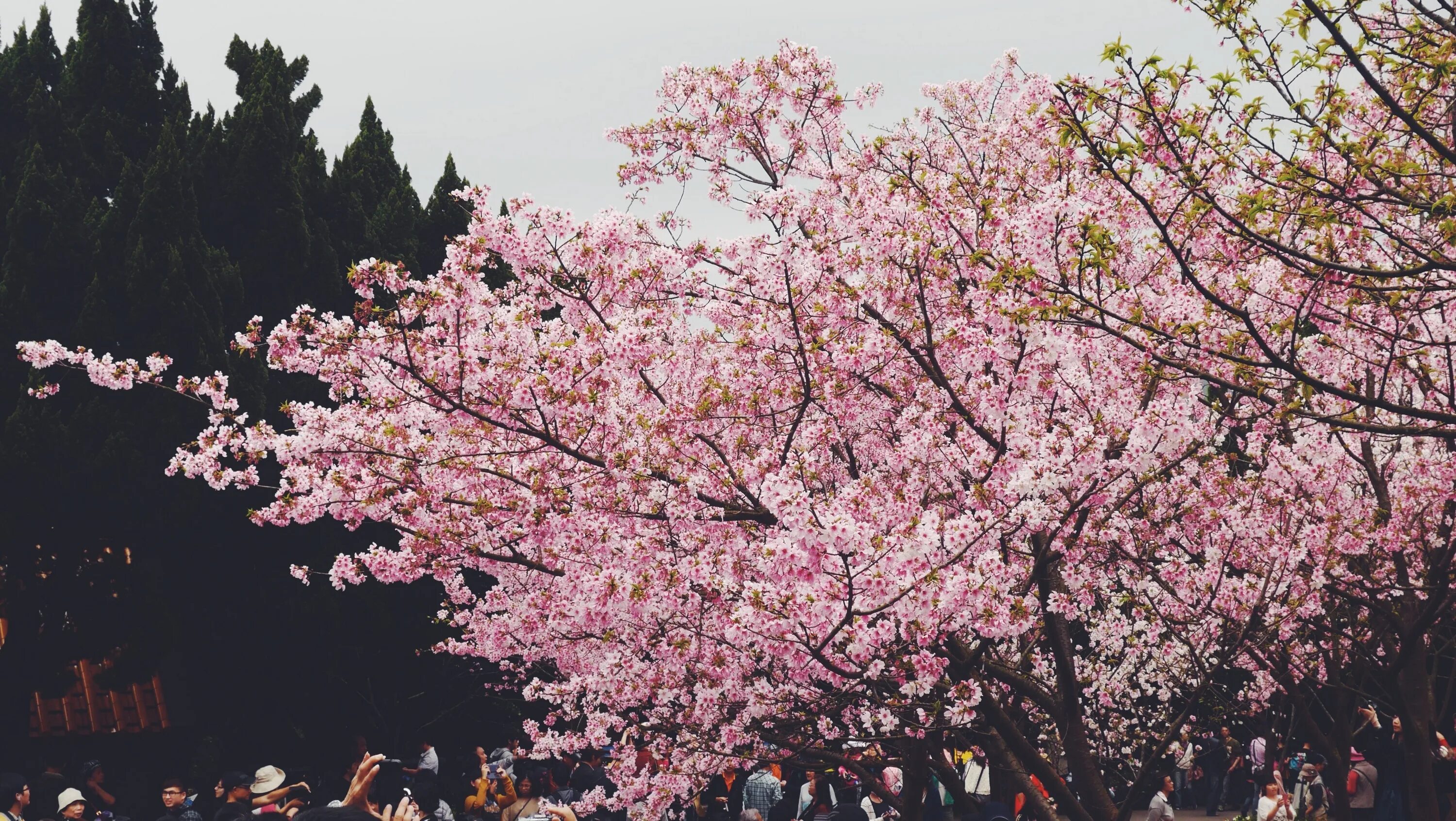 Spring travel