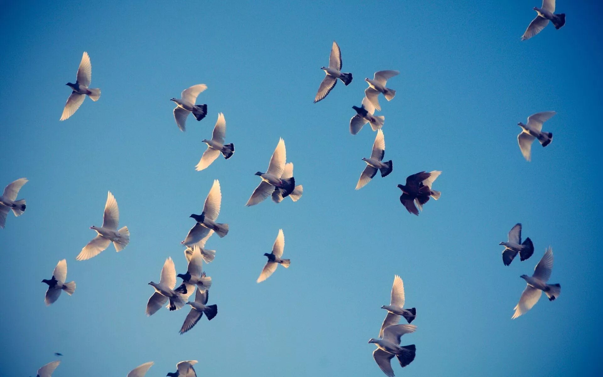 Fly pigeon