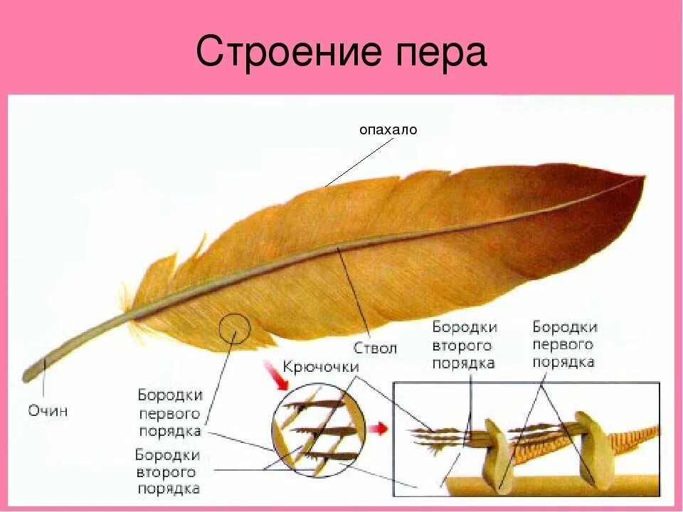 Схема строения пера птицы биология 7 класс. Строение контурного пера птицы биология 7 класс. Строение опахало у птиц. Строение пера птицы 7 класс.