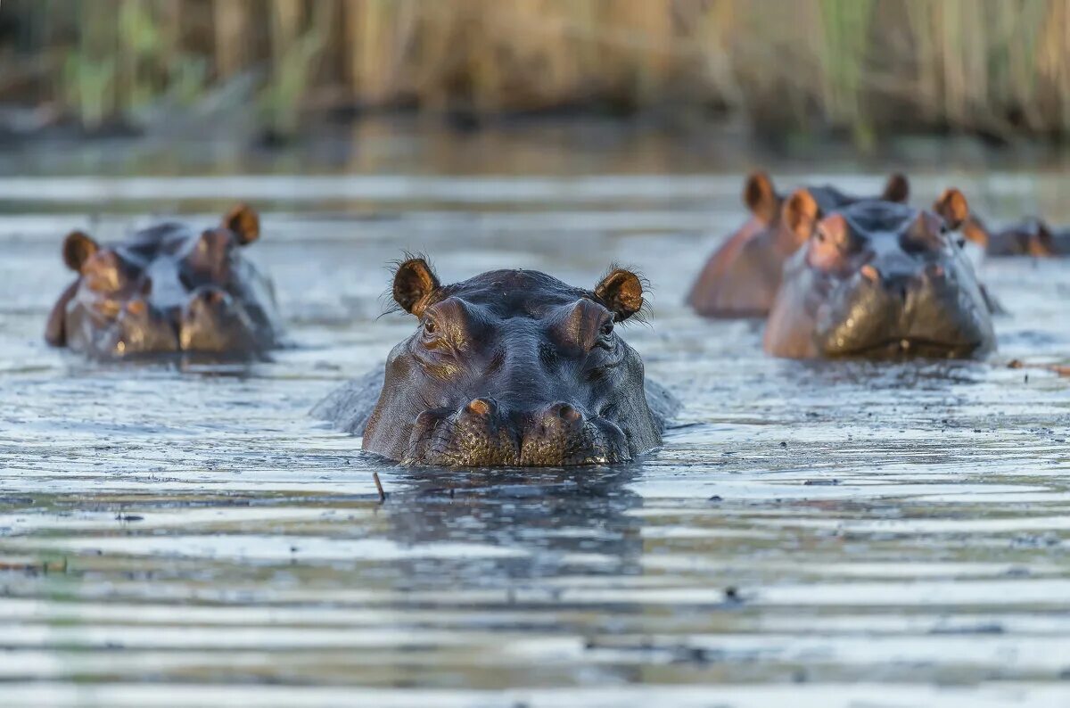 Бегемот плывет. Бегемотик в воде. Гиппопотам в африке. Бегемотик в воде. Бегемотик в воде.