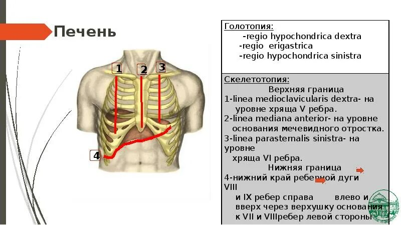 Linea medioclavicularis dextra. Линии грудной клетки. топографические линии грудной клетки. linea parasternalis.